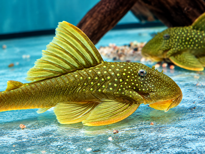 L200 Gelber Phantomwels Hemiancistrus subviridis 8-11 cm
