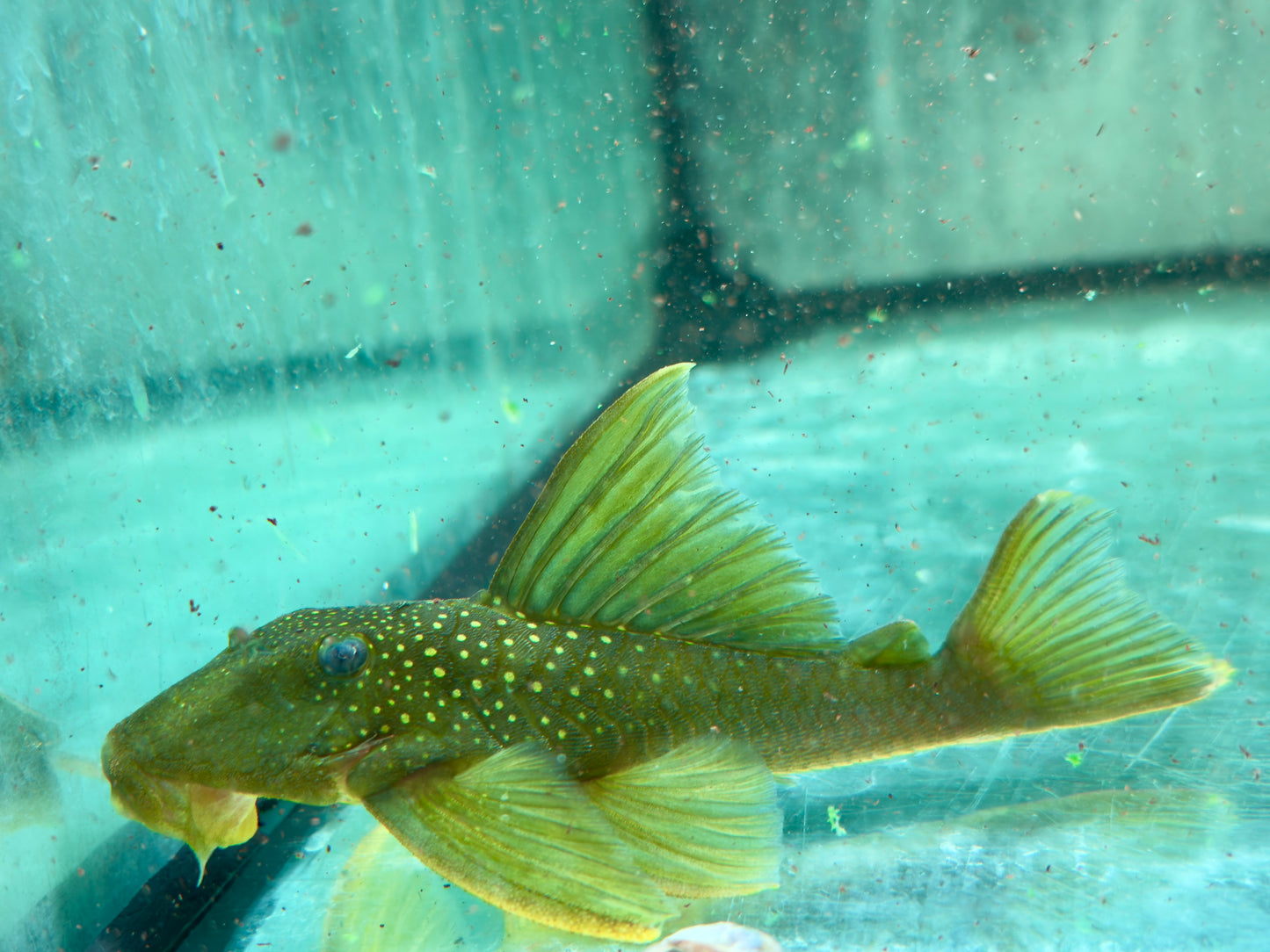 L200 Gelber Phantomwels XXL Hemiancistrus subviridis 11-14cm