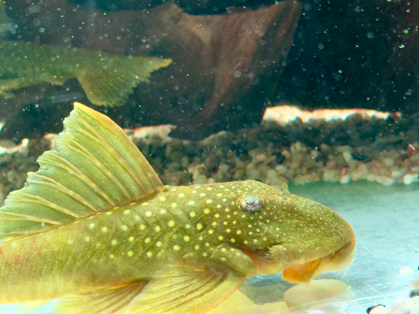 L200 Gelber Phantomwels XXL Hemiancistrus subviridis 11-14cm