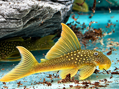 L200a Gelber Phantomwels High fin Baryancistrus demantoides 6-8cm