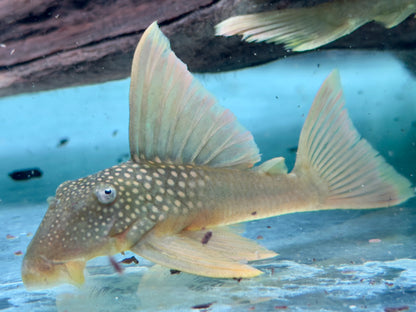 L200a Gelber Phantomwels High fin Baryancistrus demantoides 8-10cm