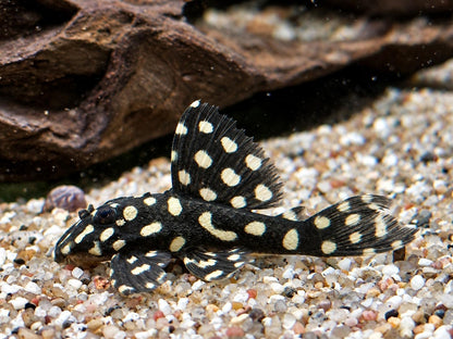 L201 BIG SPOT Orinoco Engelsharnischwels Hypancistrus contradens L201a