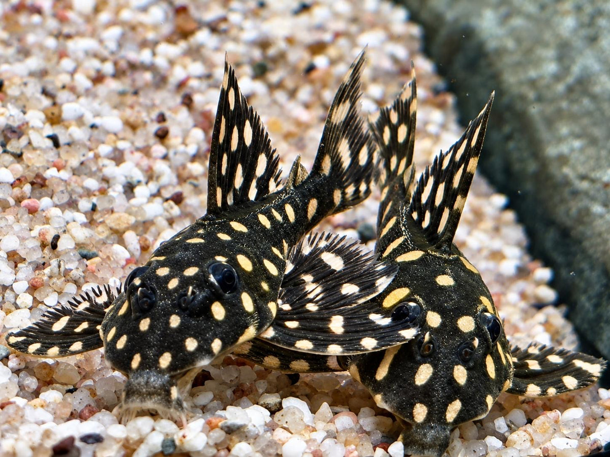 L201 BIG SPOT Orinoco Engelsharnischwels Hypancistrus contradens L201a