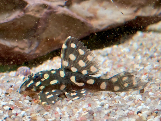 L201 BIG SPOT Orinoco Engelsharnischwels Hypancistrus contradens L201a