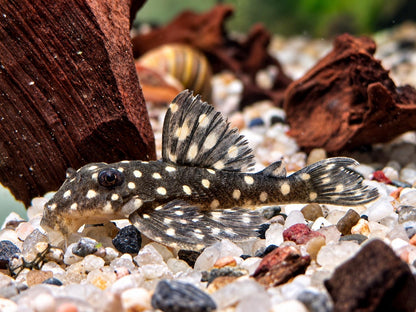 L201 Orinoco Engelsharnischwels Hypancistrus