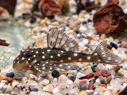 L201 Orinoco Engelsharnischwels Hypancistrus
