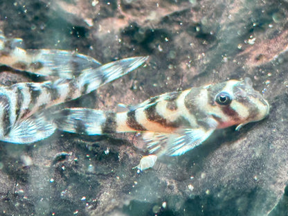 L236  Hypancistrus NZ