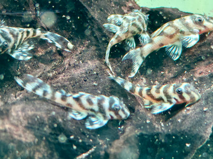 L236  Hypancistrus NZ