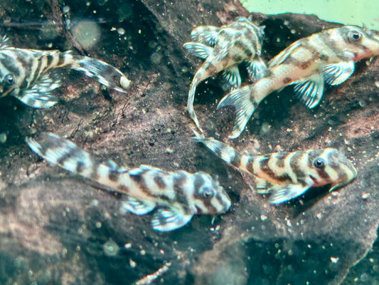 L236  Hypancistrus NZ