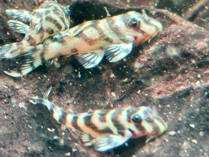 L236  Hypancistrus NZ
