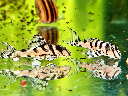 L236 super White Ausnahmen Hypancistrus