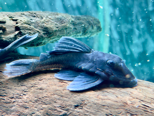 L239 Blauer Zwergharnischwels Baryancistrus beggini 6-8 cm