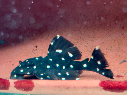 L240 Segelflossen Rüsselzahnwels Leporacanthicus ca. 4-5 cm
