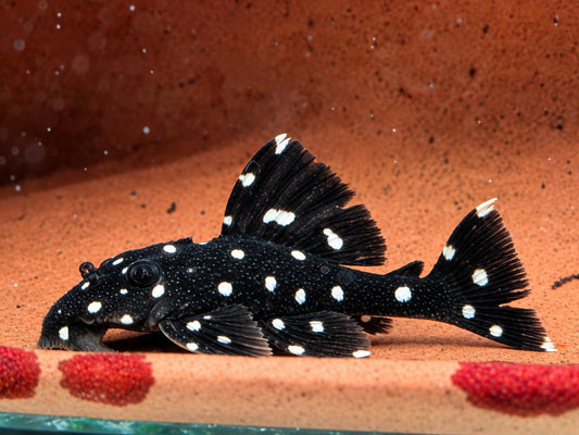 L240 Segelflossen Rüsselzahnwels Leporacanthicus ca. 5-6 cm