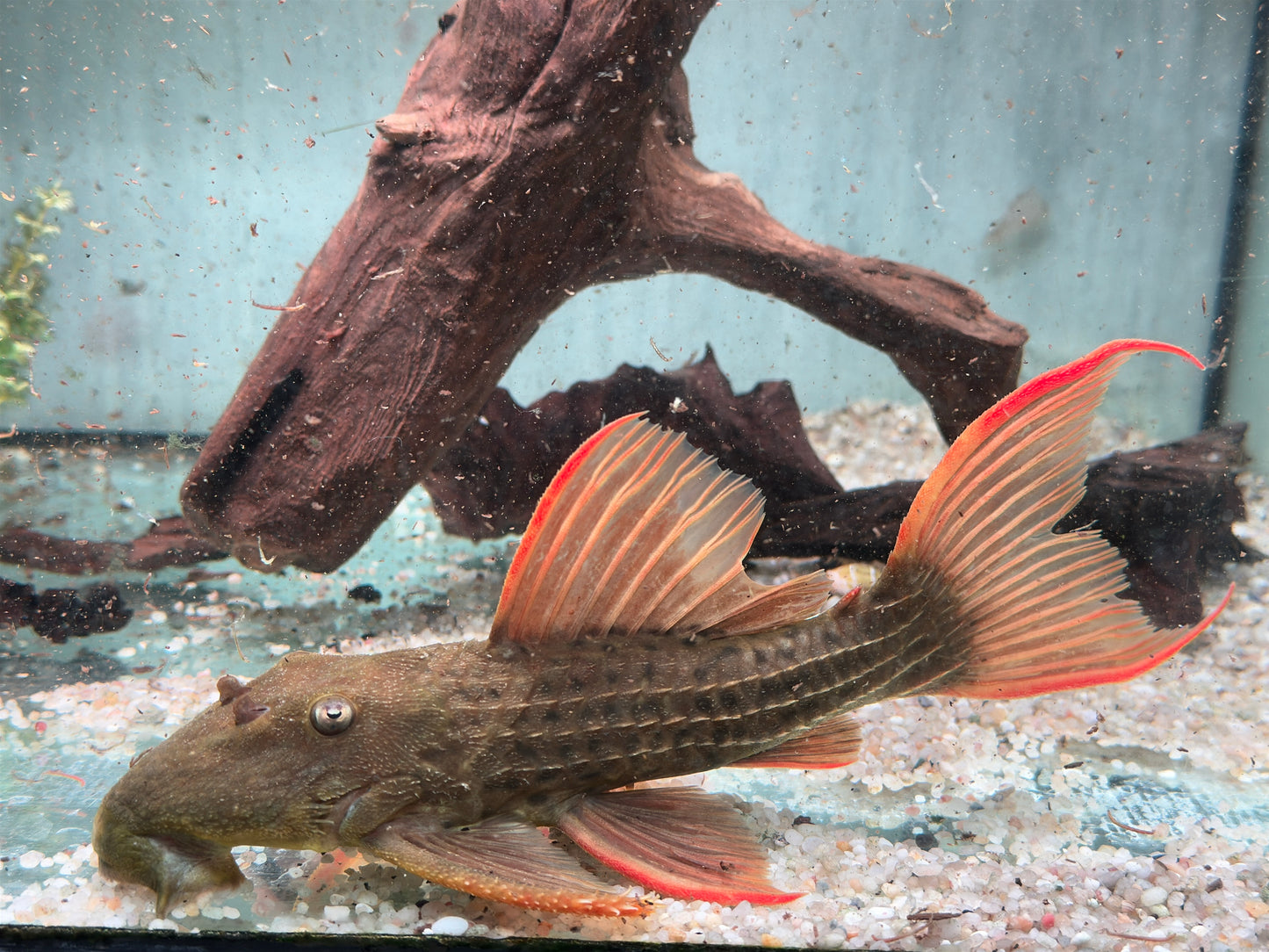 L24 Rotflossen Kaktuswels Pseudacanthicus pitanga XL 23-25cm