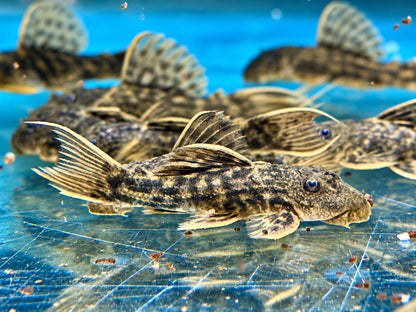 L24 NZ Rotflossen Kaktuswels Pseudacanthicus pitanga 4,5-5 cm