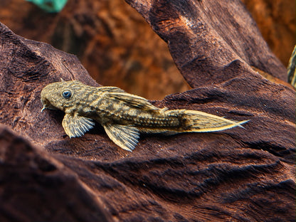L24 NZ Rotflossen Kaktuswels Pseudacanthicus pitanga 4,5-5 cm