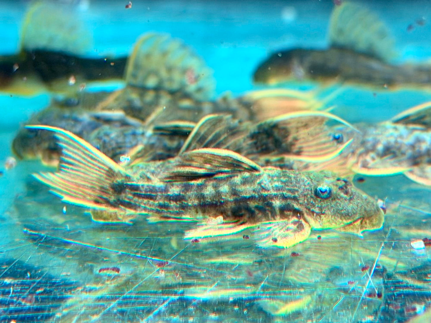 L24 NZ Rotflossen Kaktuswels Pseudacanthicus pitanga 4,5-5 cm