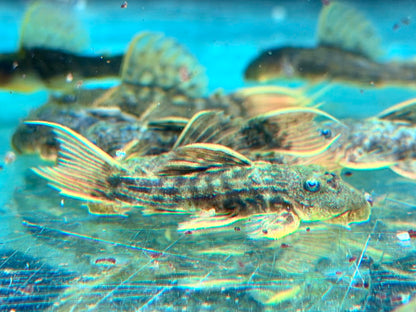 L24 NZ Rotflossen Kaktuswels Pseudacanthicus pitanga 4,5-5 cm