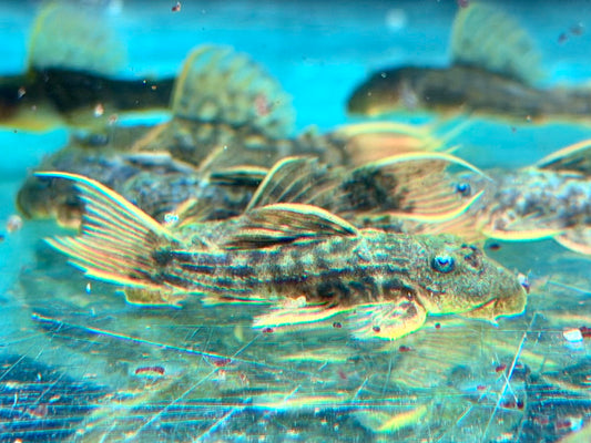 L24 NZ Rotflossen Kaktuswels Pseudacanthicus pitanga 4,5-5 cm
