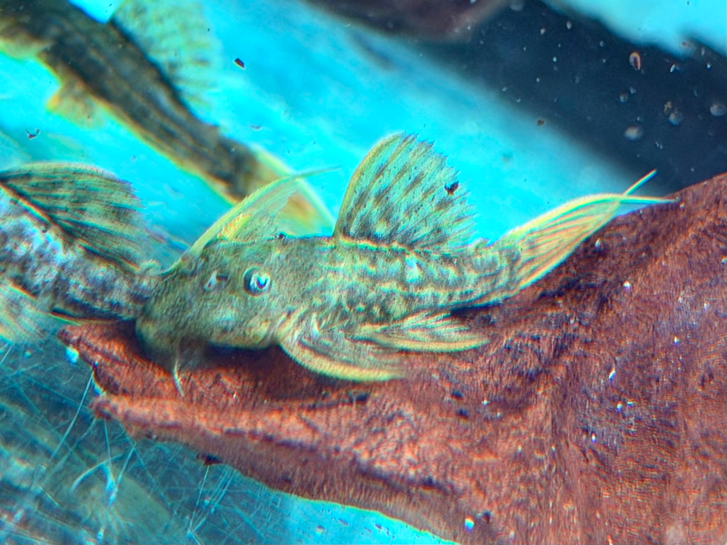 L24 NZ Rotflossen Kaktuswels Pseudacanthicus pitanga 4,5-5 cm