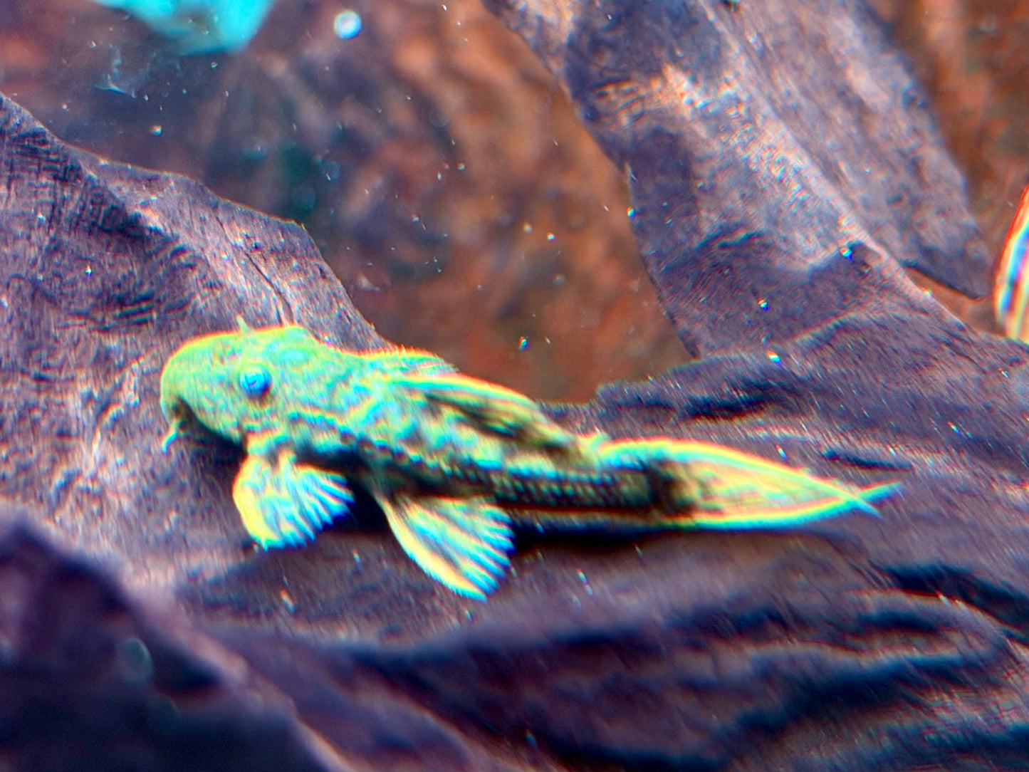 L24 NZ Rotflossen Kaktuswels Pseudacanthicus pitanga 4,5-5 cm