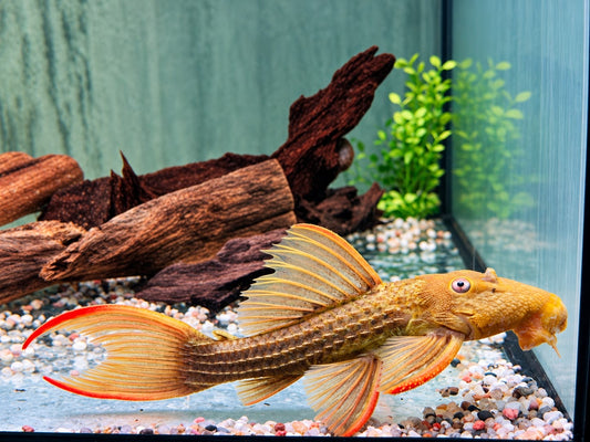 L24 Rotflossen Kaktuswels Pseudacanthicus pitanga 16-18 cm