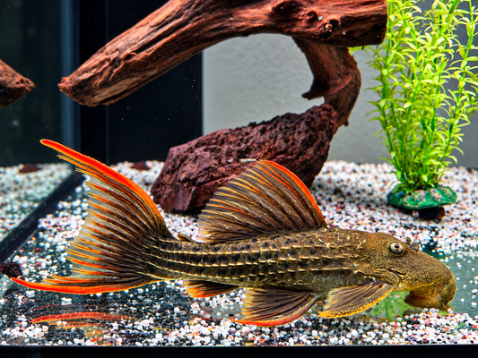 L24 Rotflossen Kaktuswels Pseudacanthicus pitanga 22-24 cm