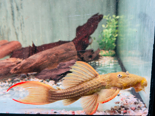 L24 Rotflossen Kaktuswels Pseudacanthicus pitanga 16-18 cm