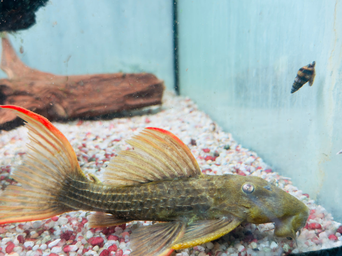 L24 Rotflossen Kaktuswels Pseudacanthicus pitanga 16-18 cm