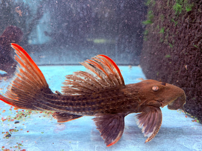 L24 Rotflossen Kaktuswels Pseudacanthicus pitanga 23-25cm