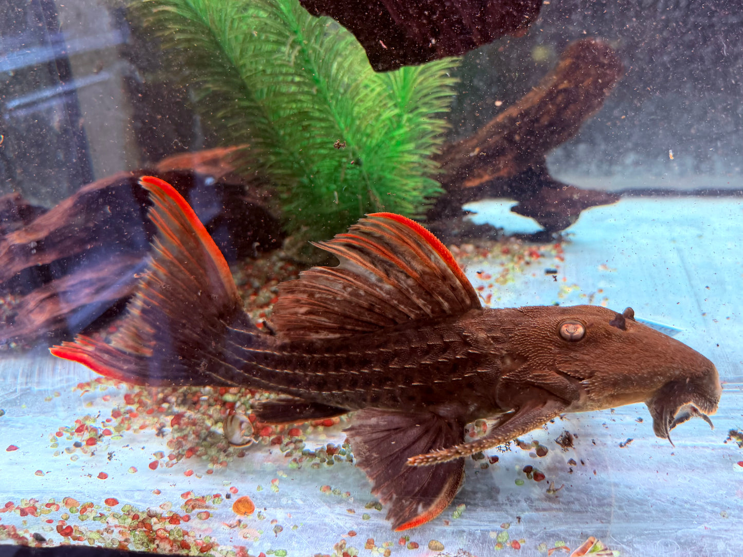 L24 Rotflossen Kaktuswels Pseudacanthicus pitanga 23-25cm