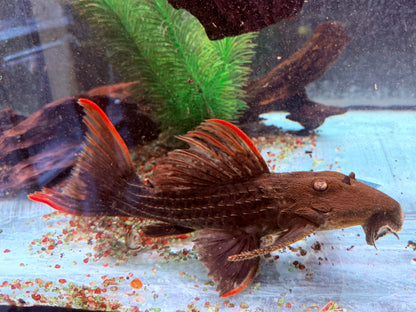 L24 Rotflossen Kaktuswels Pseudacanthicus pitanga 23-25cm