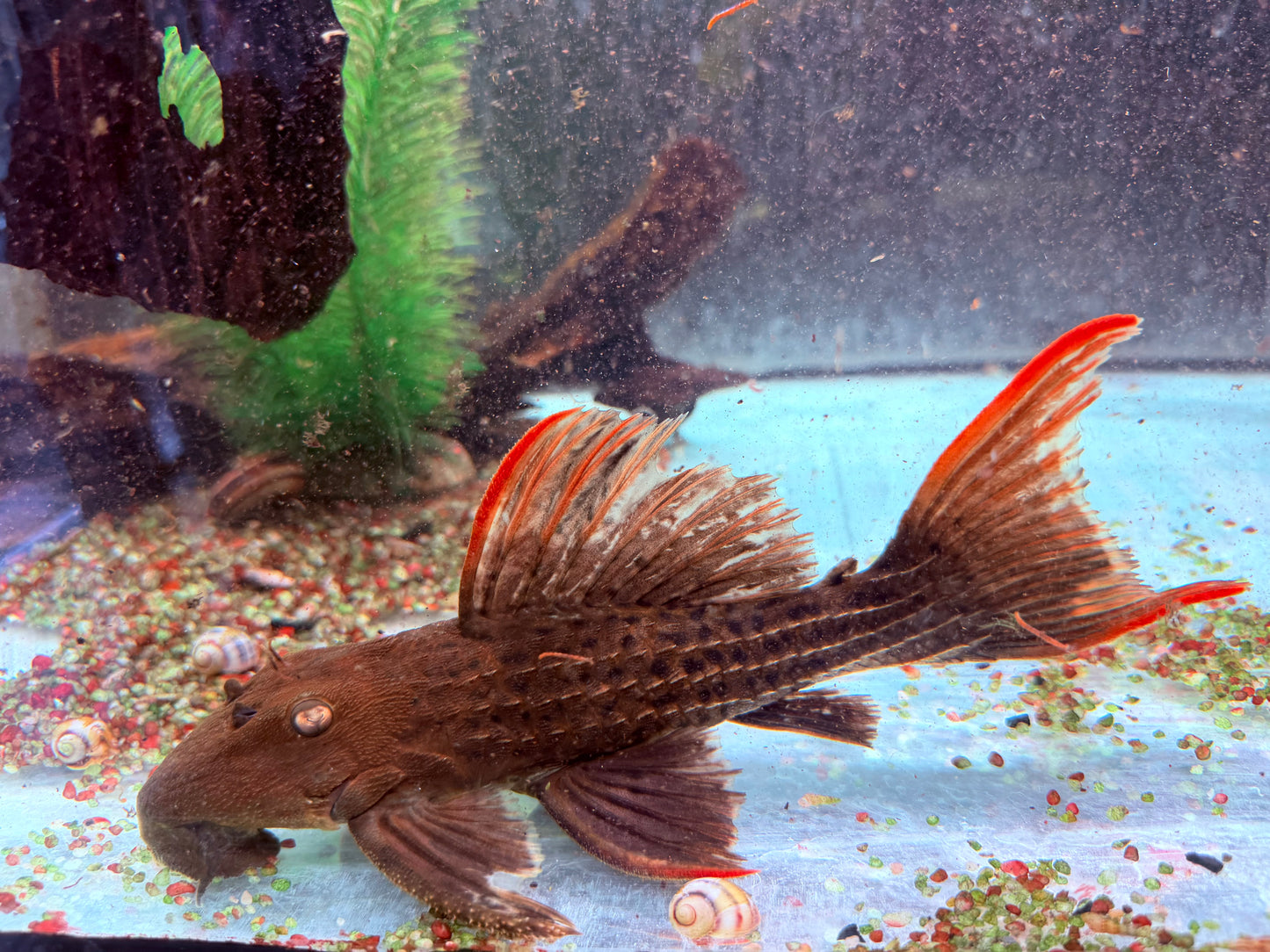 L24 Rotflossen Kaktuswels Pseudacanthicus pitanga 23-25cm