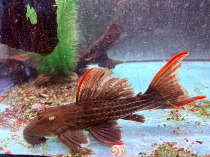 L24 Rotflossen Kaktuswels Pseudacanthicus pitanga 23-25cm