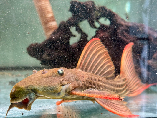 L24 Rotflossen Kaktuswels Pseudacanthicus pitanga XL 23-25cm