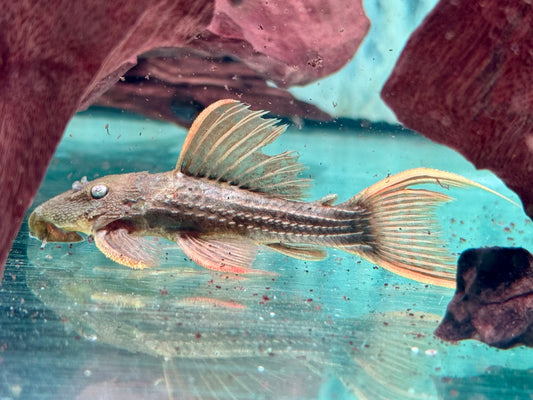 L24 Rotflossen Kaktuswels Pseudacanthicus pitanga 9-11 cm