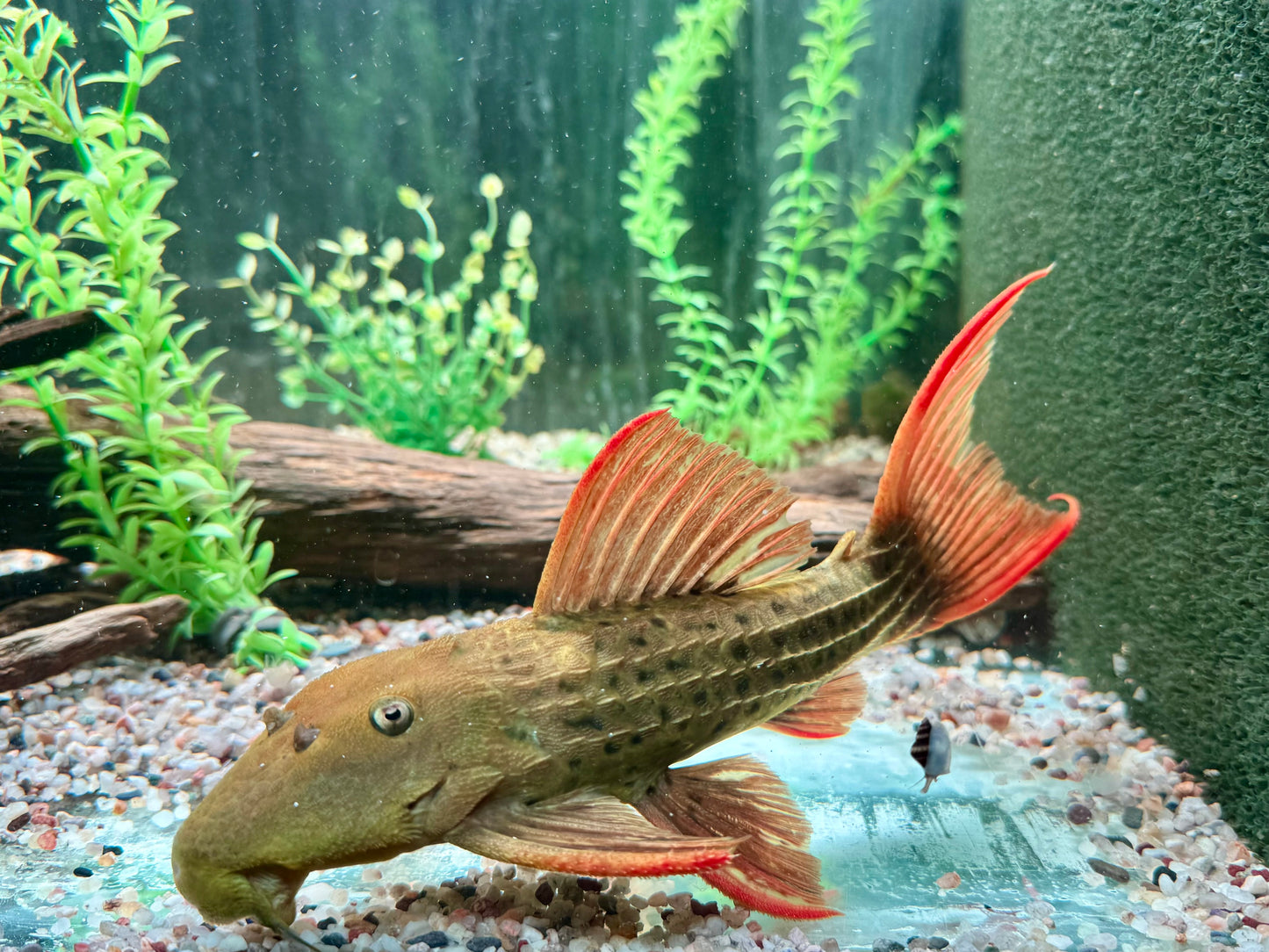 L24 Rotflossen Kaktuswels Pseudacanthicus pitanga XL 23-25cm