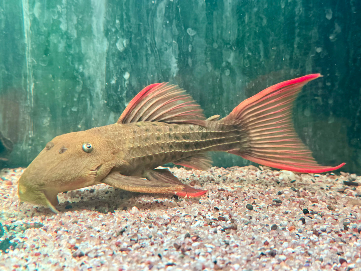 L24 Rotflossen Kaktuswels Pseudacanthicus pitanga XL 23-25cm