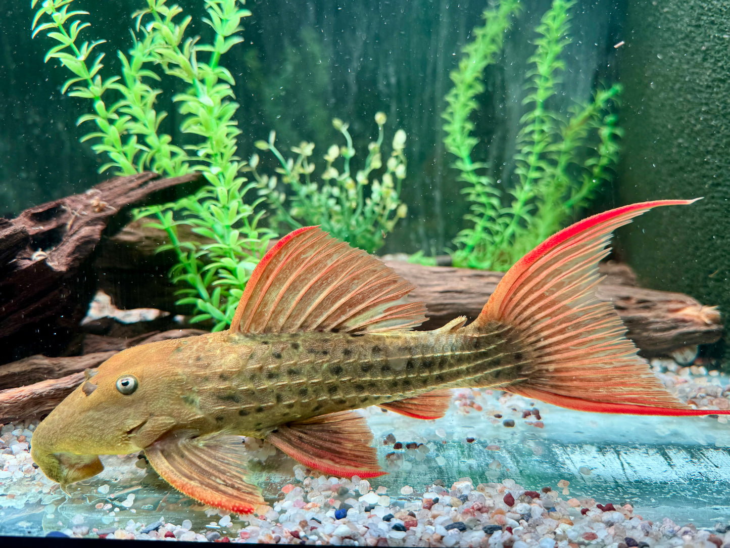 L24 Rotflossen Kaktuswels Pseudacanthicus pitanga XL 23-25cm