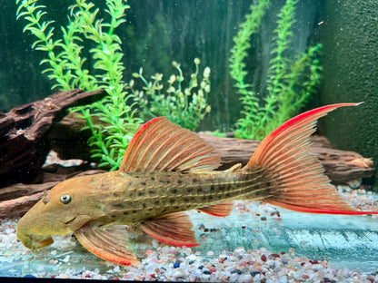 L24 Rotflossen Kaktuswels Pseudacanthicus pitanga XL 23-25cm