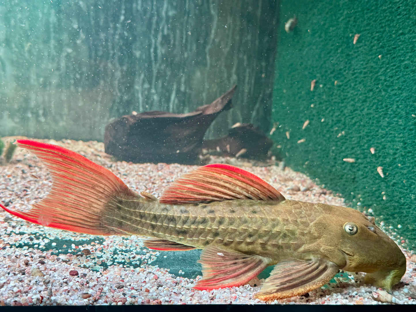 L24 Rotflossen Kaktuswels Pseudacanthicus pitanga XL 23-25cm