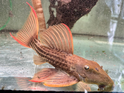 L24 Rotflossen Kaktuswels Pseudacanthicus pitanga XL 23-25cm