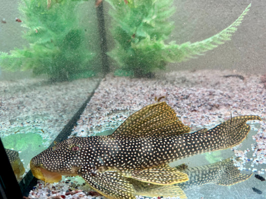 L253 Scobinancistrus sp. 22-24 cm