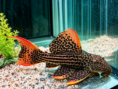 L25 7 Pointer Sao Felix Rotflossen Kaktuswels Pseudoacanthicus pirarara 22-25 cm