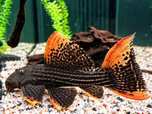 L25 7 Pointer Sao Felix Rotflossen Kaktuswels Pseudoacanthicus pirarara 22-25 cm Sonderpreis wegen Narbe