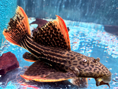L25 7 Pointer Sao Felix Rotflossen Kaktuswels Pseudoacanthicus pirarara 23-25 cm
