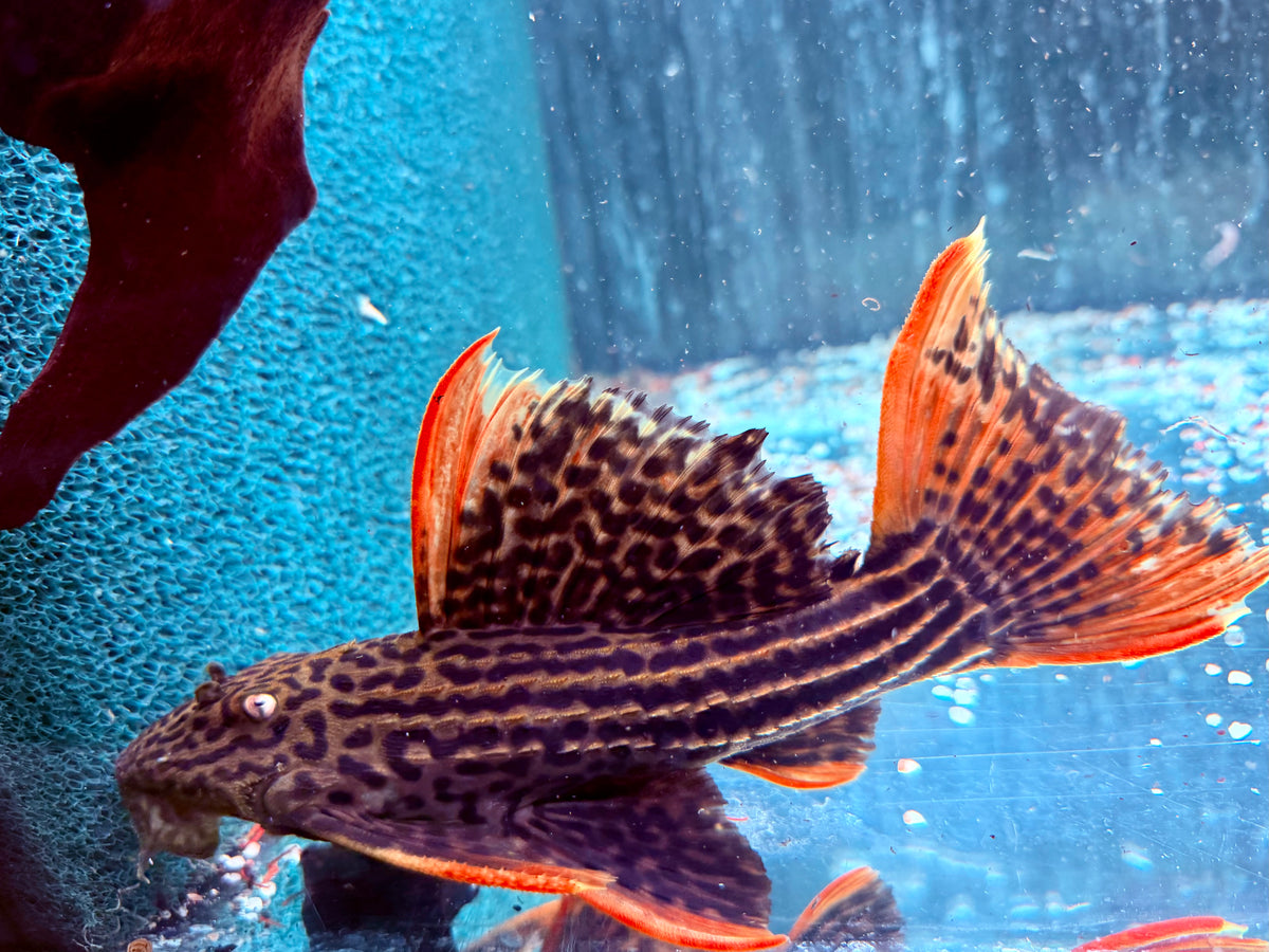 L25 7 Pointer Sao Felix Rotflossen Kaktuswels Pseudoacanthicus pirarara 23-25 cm