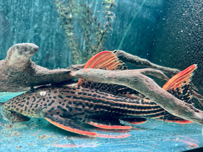 L25 7 Pointer Sao Felix Rotflossen Kaktuswels Pseudoacanthicus pirarara 25-28 cm