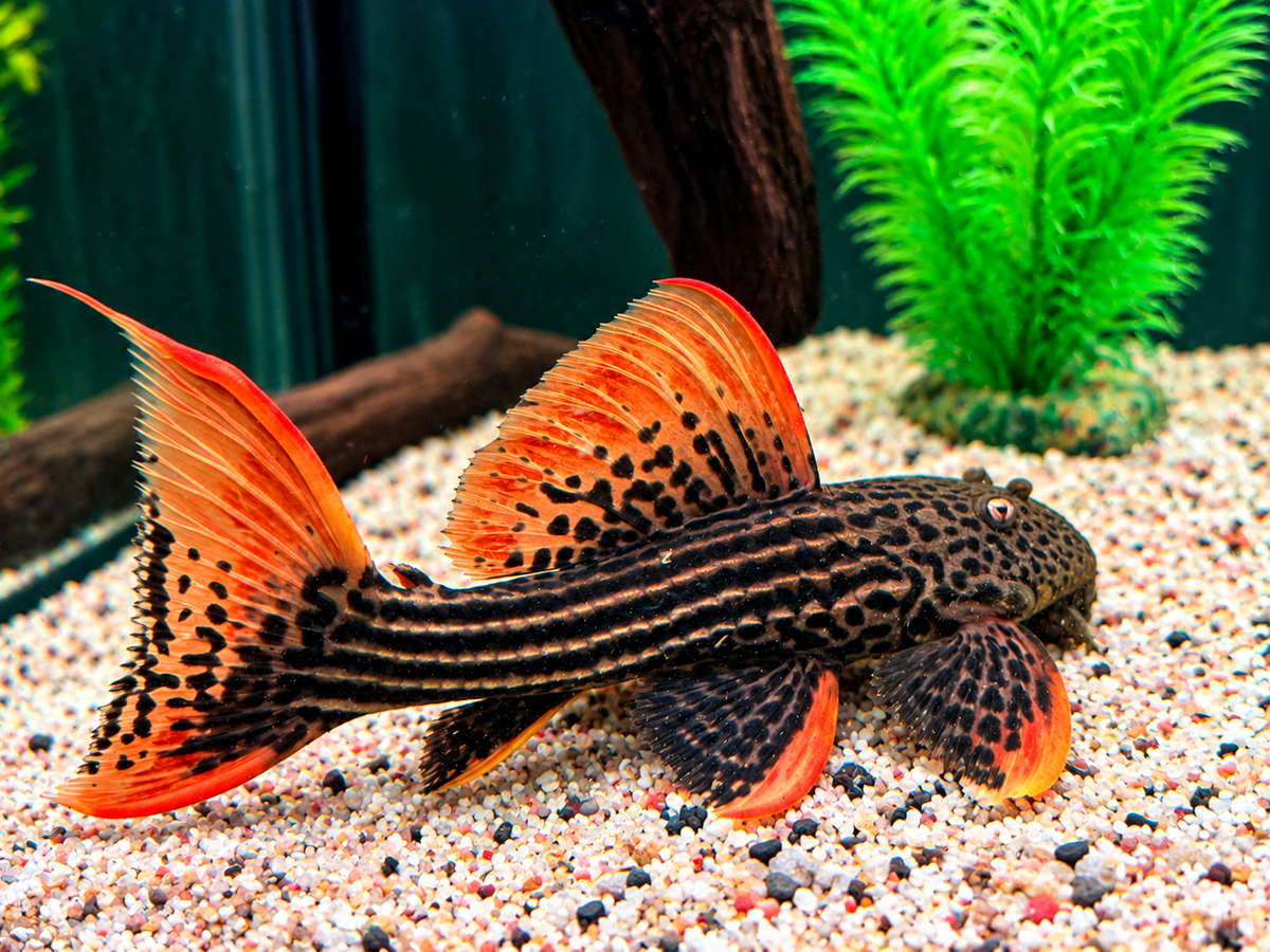 L25 7 Pointer Sao Felix Rotflossen Kaktuswels Pseudoacanthicus pirarara 22-25 cm